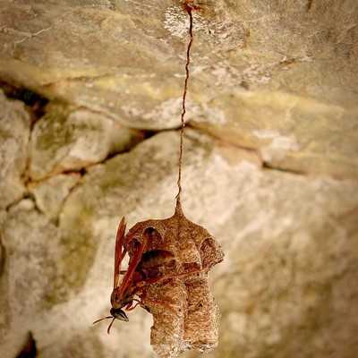 Casulo