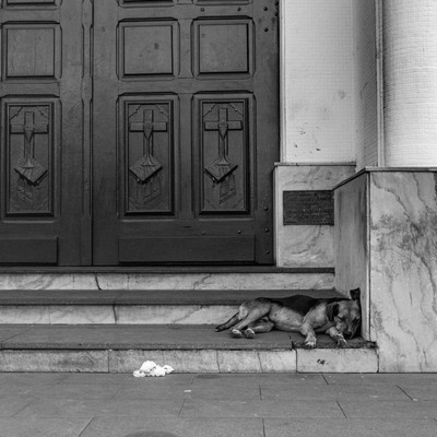 cachorro dormindo